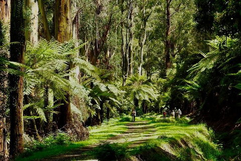 Aqueduct And Rail Trail Self-Guided Bike Tour In Warburton - Your Accommodation 1