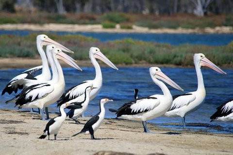 Romance Cruise + Scenic Tour + Beer Tasting + 3 Course Lunch + Hamper - Your Accommodation 5