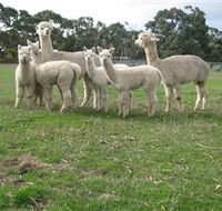Blackgate Lodge Alpaca Stud - Your Accommodation