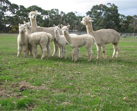 Blackgate Lodge Alpaca Stud - Your Accommodation 0