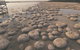 Lake Clifton Thrombolites - thumb 0