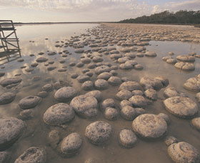 Lake Clifton Thrombolites - Your Accommodation 0