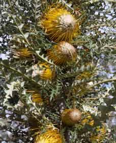 Narrogin Valley WA Your Accommodation