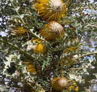 Woylie Walk Dryandra Woodland - Your Accommodation