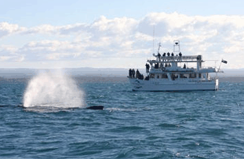 Dolphin Watch Cruises - Your Accommodation 0