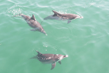 Dolphin Watch Cruises - Your Accommodation 1