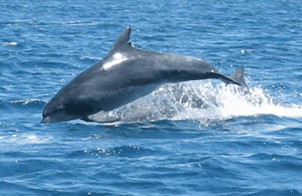 Dolphin Watch Cruises - Your Accommodation 3