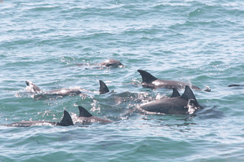 Dolphin Watch Cruises - Your Accommodation 4