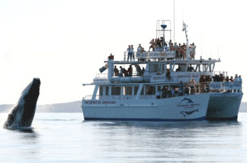 Dolphin Watch Cruises - Your Accommodation 6