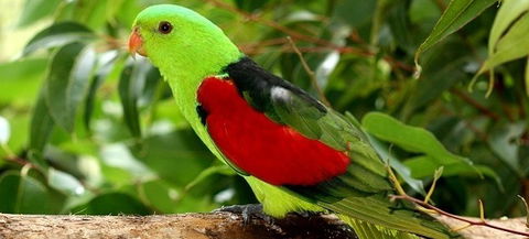 Birdworld Kuranda - Your Accommodation 0