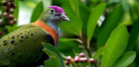Birdworld Kuranda - Your Accommodation 1