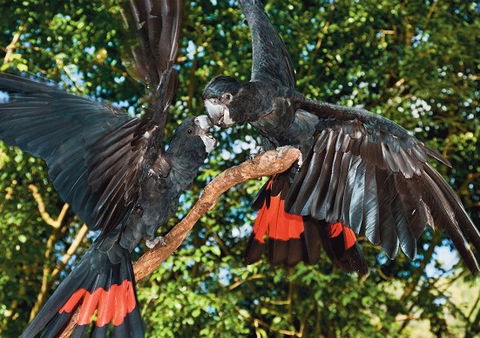 Birdworld Kuranda - Your Accommodation 2