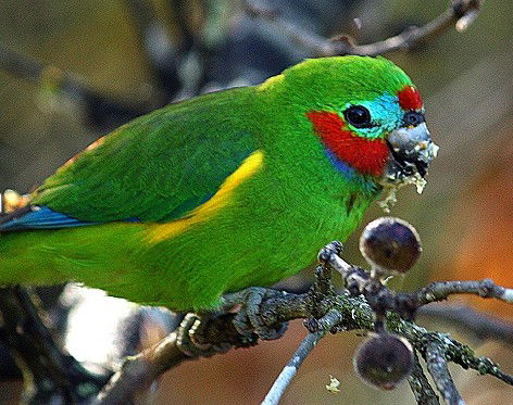 Birdworld Kuranda - Your Accommodation 3