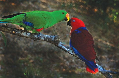 Birdworld Kuranda - Your Accommodation 5