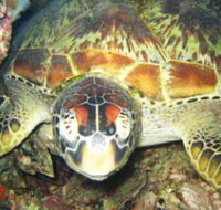 Adrenalin Snorkel and Dive - Your Accommodation