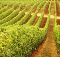 Wignalls Winery - Your Accommodation