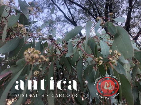 Antica Australis - Winter Fire Festival - Your Accommodation 0