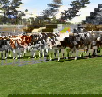 Brighton Show - Your Accommodation