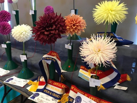 Kiama Show - Your Accommodation 2