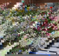 Sapphire Coast Orchid Club Spring Orchid Show - Your Accommodation