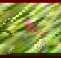 Spring into Finches and Softbills