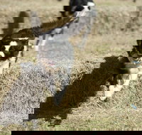 Great Nundle Dog Race