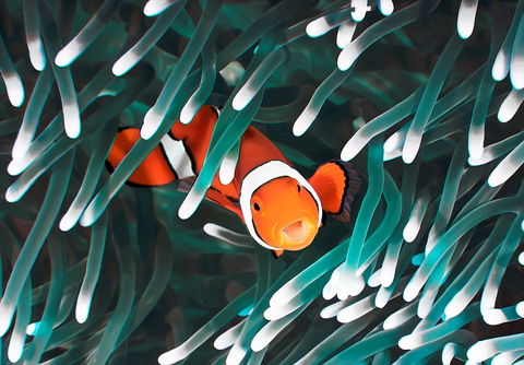 Great Barrier Reef Masters Games - Your Accommodation 1