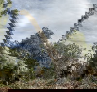 Lost Sanctuary at Healesville Sanctuary - Your Accommodation