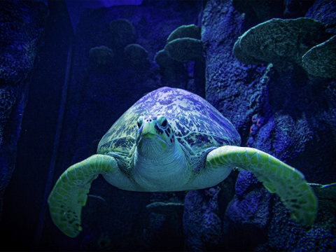 Sydney's Aquarium - Your Accommodation 0