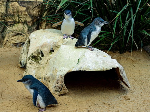Sydney's Aquarium - Your Accommodation 2