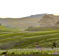 Ketchup's Bank Glamping