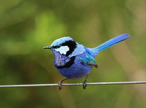 Dingup House - Your Accommodation 6