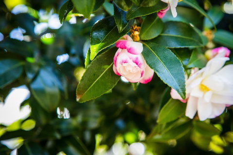 Whispering Pines Cottages - Your Accommodation 3