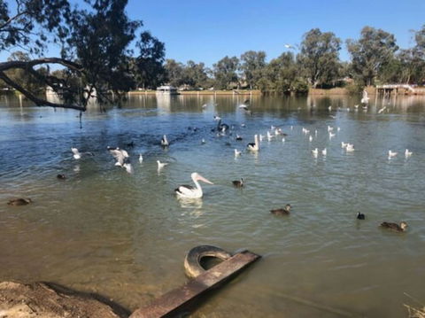 Discovery Parks - Mildura, Buronga Riverside - Your Accommodation 1