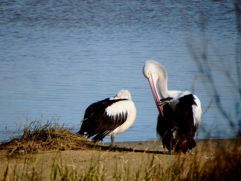 Lazy Lobster Holiday Units & Chalets - Your Accommodation 5