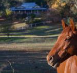 Historic Oak Hill House Estate Truffle Gourmet Festival Region - Your Accommodation