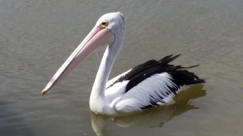 PS Federal Retreat Paddle Steamer Goolwa - Your Accommodation 5