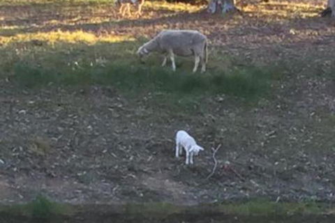 Tree Of Love Farm Stay - Your Accommodation 5