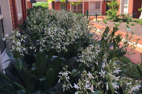 Australian Home Away At Box Hill 2 Bedroom - Your Accommodation 1