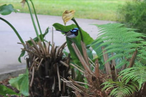 Aristocrat Waurnvale Motel - Your Accommodation 6