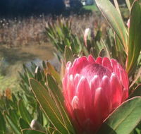 Creswick Cabin Retreat - Your Accommodation