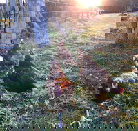 Bryn Glas Farm Stay - Your Accommodation