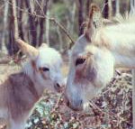 Donkey Tales Farm Cottages
