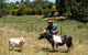 Country Cottages Of Bridgetown - thumb 0