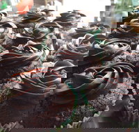 Govindas Pure Vegetarian - Burleigh Heads - Your Accommodation