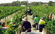 Grosset Wines - thumb 1