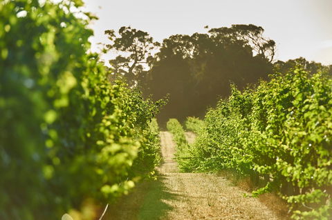 Cape Mentelle Vineyards - Your Accommodation 2