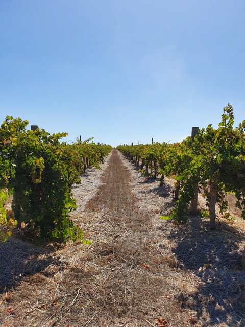 Ulster Park Wines - Your Accommodation 2