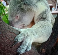 Champagne Bush Tucker Breakfast with the Koalas - Your Accommodation