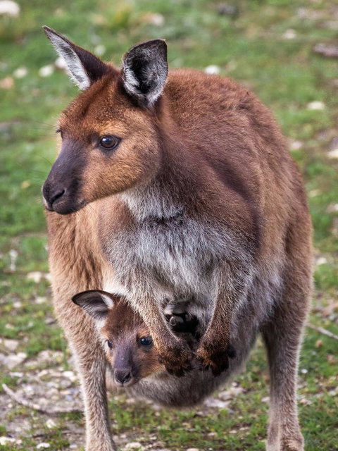 Mercure Kangaroo Island Lodge - Your Accommodation 38